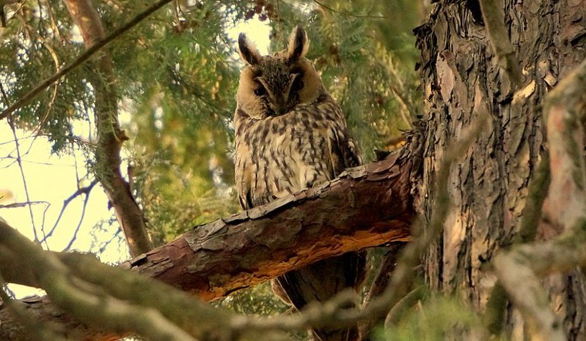 Намериха ранена горска ушата сова в центъра на Пазарджик