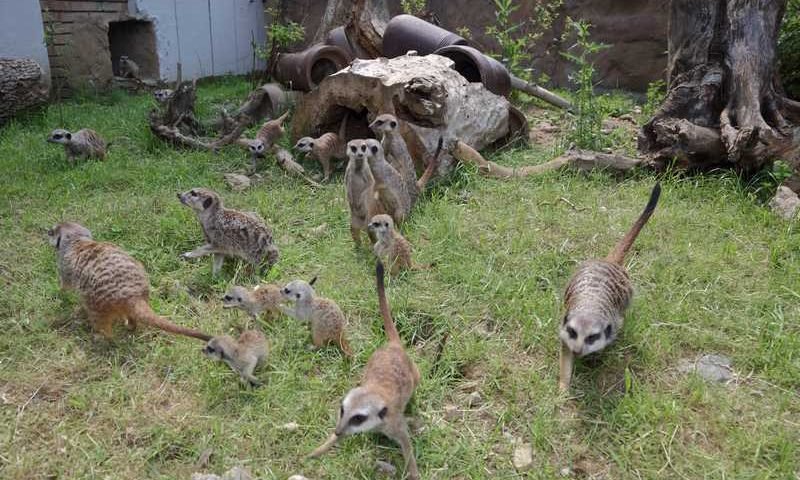 50 000 повече са посетилите в софийския зоопарк