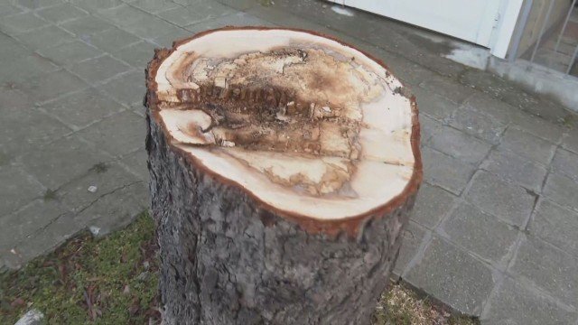 АЛО, КМЕТЕ! Защо в Царево отсякоха над 20 липи