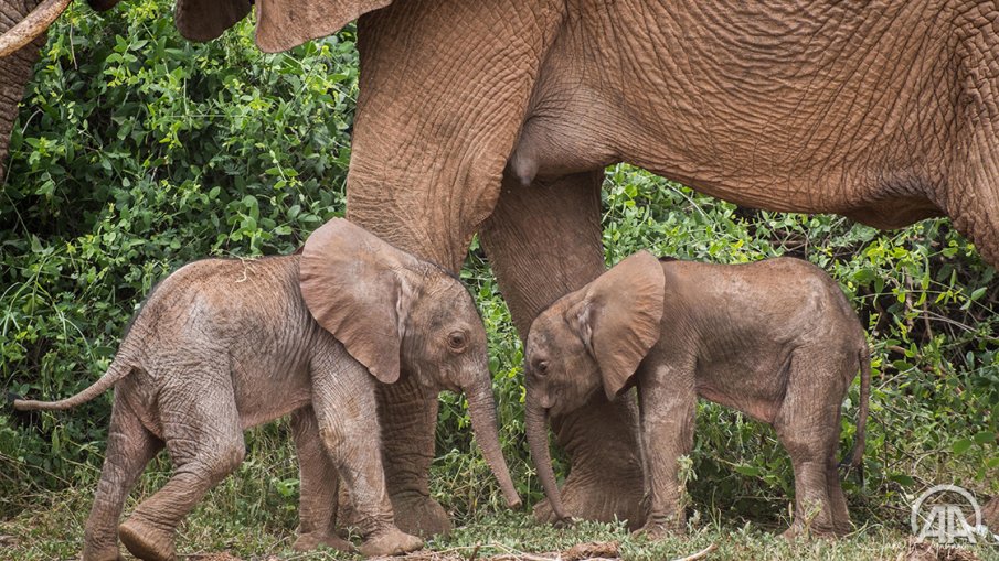 Тази седмица в национален резерват в северната част на Кения се родиха слончета
