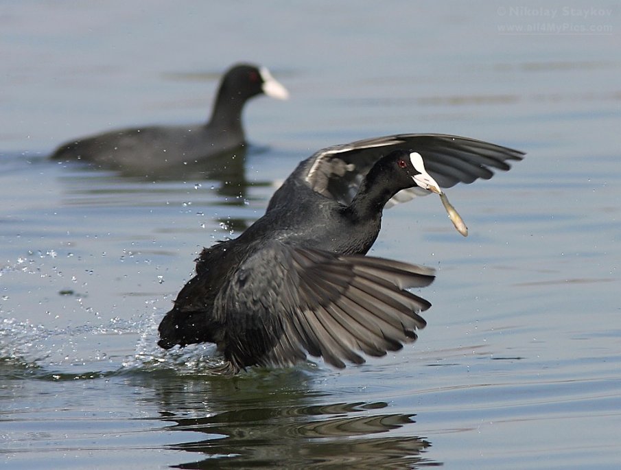 Преброиха птиците по Северното Черноморие, ето кои са най-многобройни