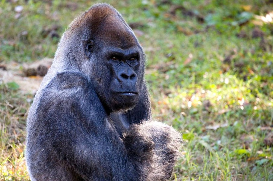 Ози, най-възрастната мъжки горила в света, почина на 61 години