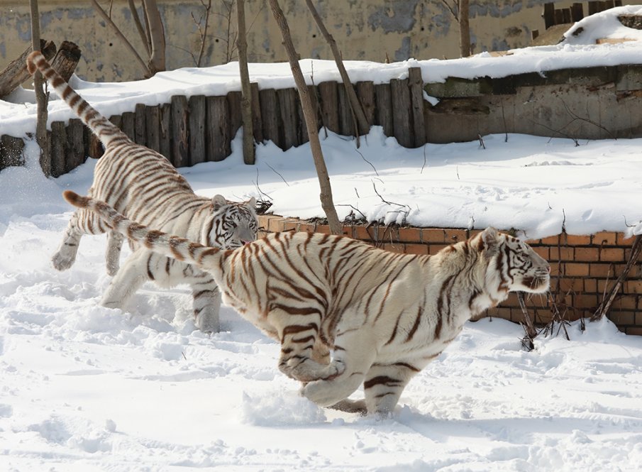Зимният сезон винаги е предизвикателство, казват служителите на Софийския зоопарк.Някои