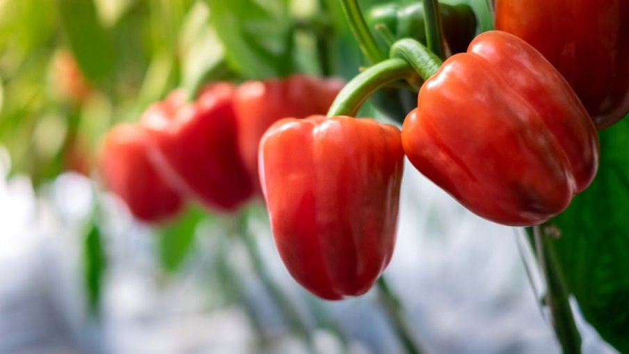 НЕОЧАКВАН ЕФЕКТ: Български червени чушки помагат при... косопад