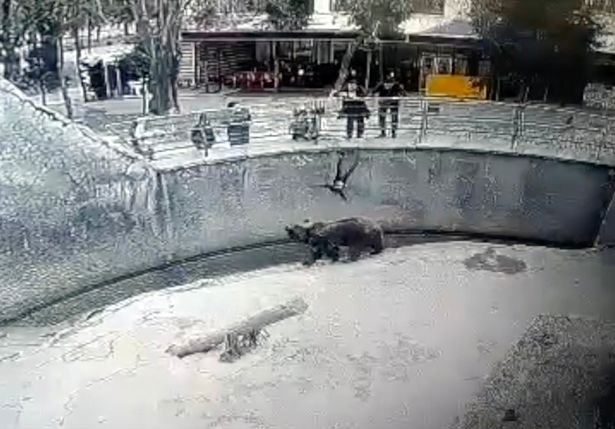 Млада жена хвърли 3-годишната си дъщеря в клетката на кавказка