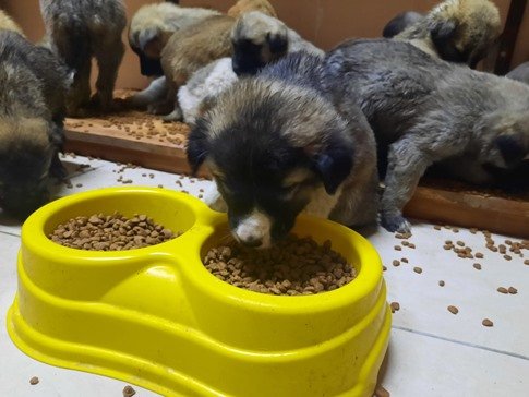 Спасиха от измръзване 63 кученца в Турция (ВИДЕО)