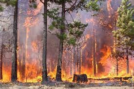 Горски пожар гори в момента над село Осеново. Пушекът се