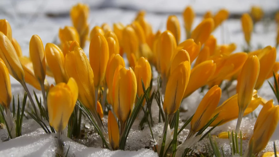 До дни градусите стават 15, в средата на февруари обаче падат до минус 10