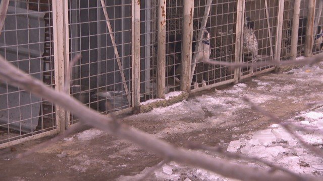 Разследват закононарушения в приюта за кучета в Горни Богров