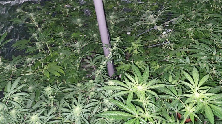 Разбиха нарколаборатория в центъра на Бургас