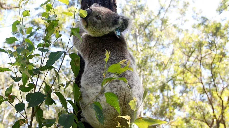Австралийските коали вече са застрашен вид, предава Скайнюз.Според данни на