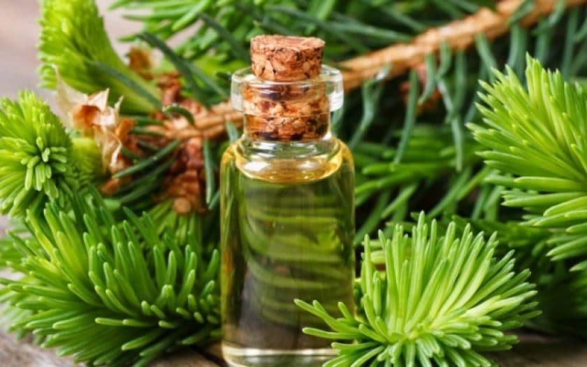 Сибирската ела и тайната на дълголетието