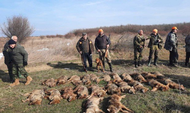 Ловци разгромиха армия от чакали край Пловдив