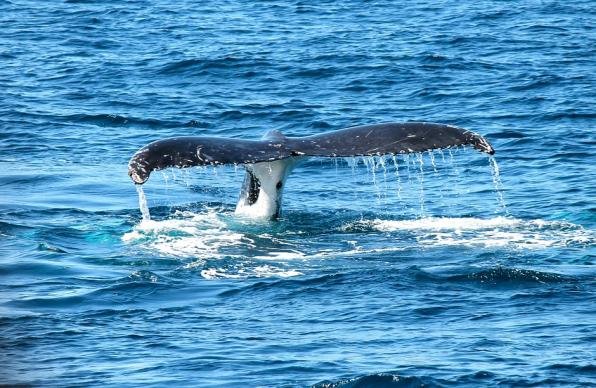 Китовете в Средиземно море са застрашени от изчезване