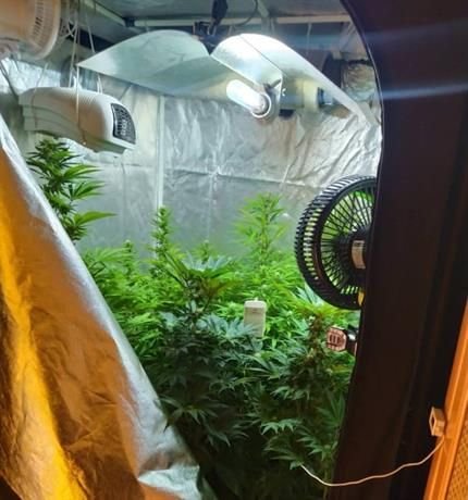 Гранични полицаи от Драгоман разкриха оранжерия за отглеждане на канабис, има арестуван