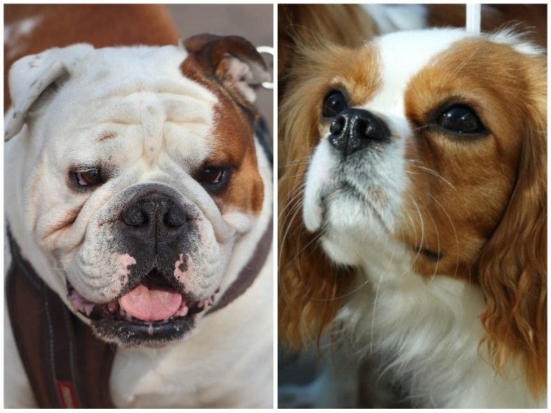 Норвегия забрани две породи кучета