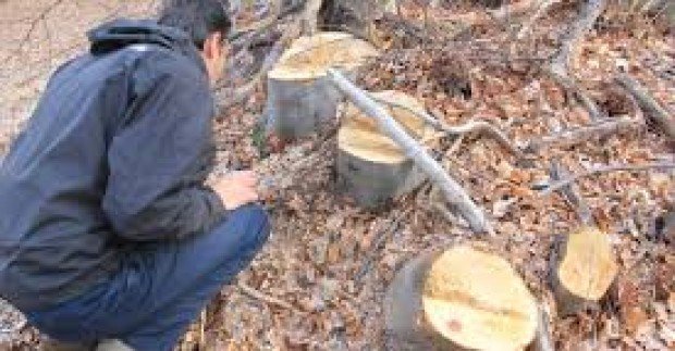Агенцията по горите извърши 5000 проверки, написа 100 акта