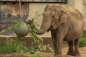 ВХОД СВОБОДЕН: Зоопаркът в София приема посетители