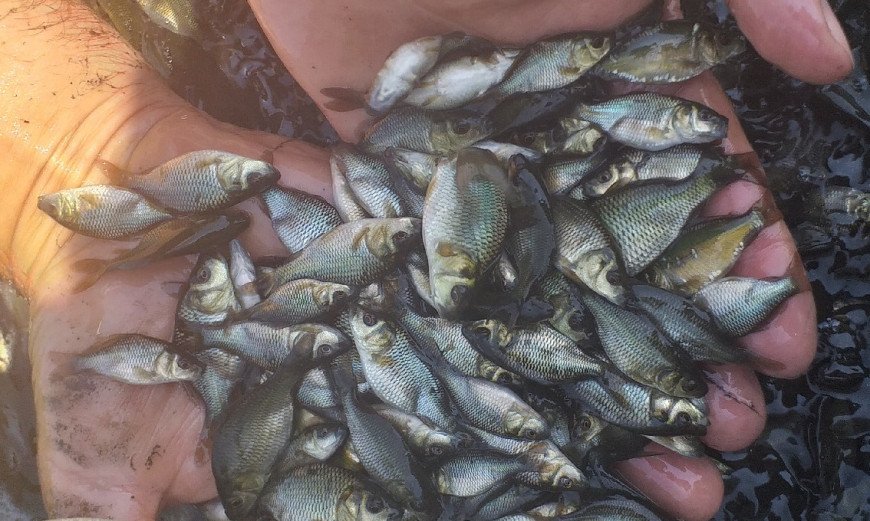 Ще зарибяват язовира в Кула, но търсят пари