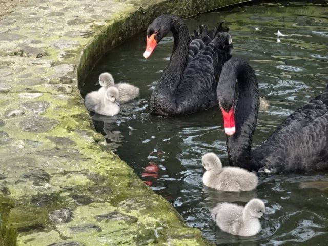 Бейби бум във варненския зоопарк