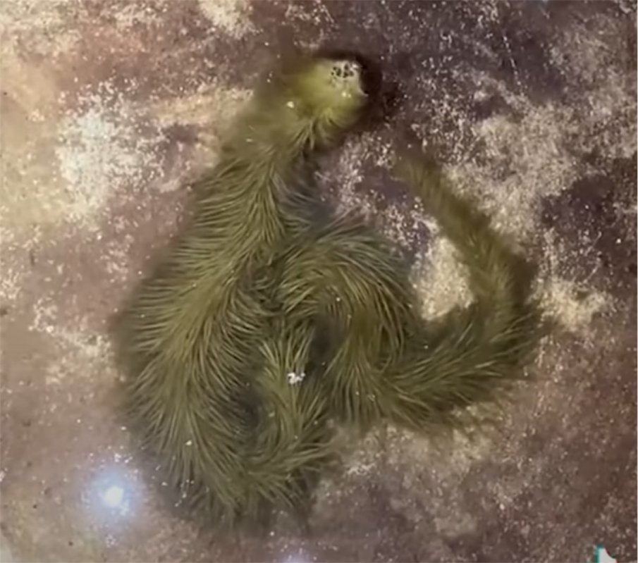 В Тайланд откриха... космата змия (ВИДЕО)