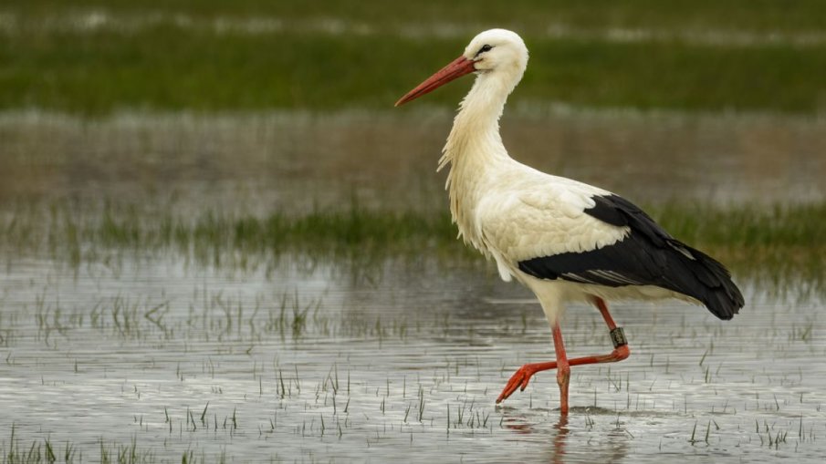 ПРОЛЕТТА Е ТУК: Първият щъркел долетя в хасковско село