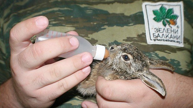 Зелени Балкани набират доброволци от Украйна