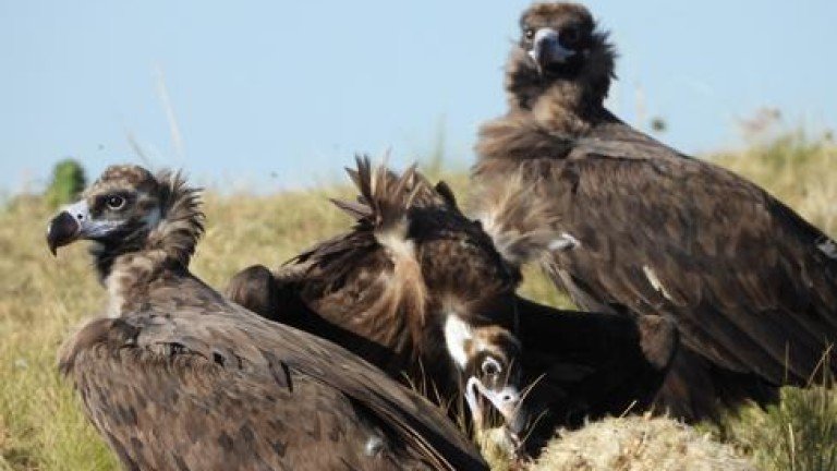 Отровиха четири черни лешояда в Котелско