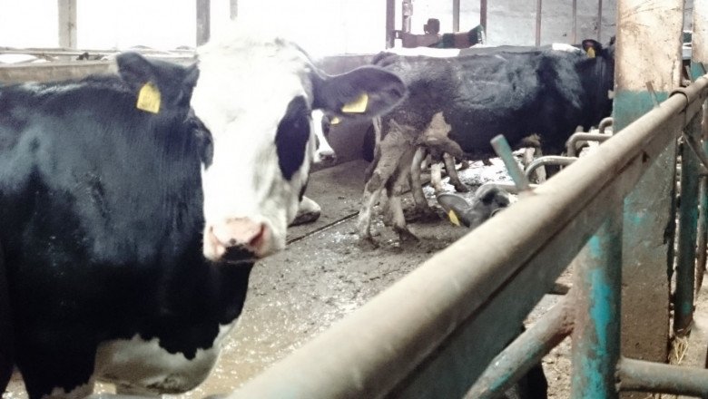 БАБХ ликвидира говеда заради огнище на туберкулоза в Пазарджишко