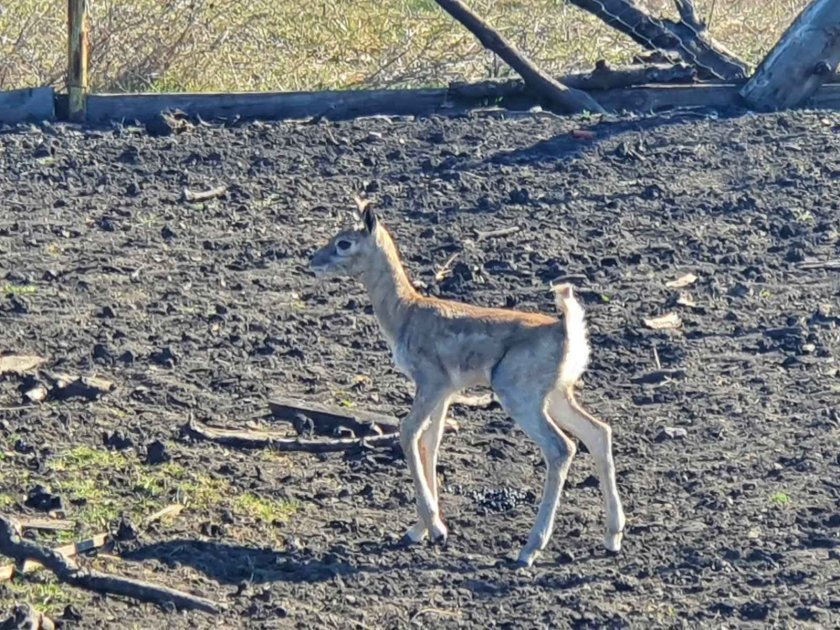 Бебе антилопа от рядък вид се роди в бургаския зоопарк