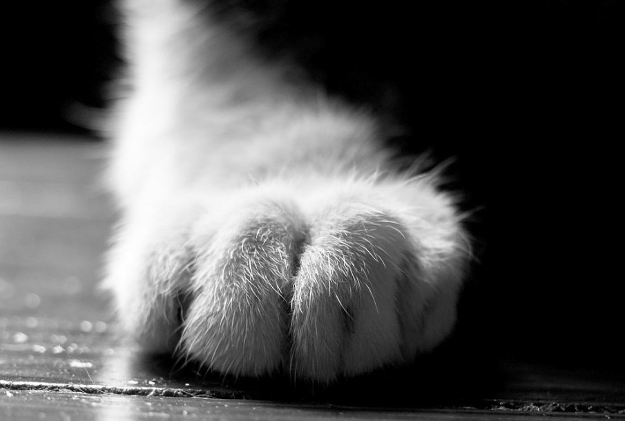 Поредна жестокост към животно: Младеж удари коте в земята, то почина