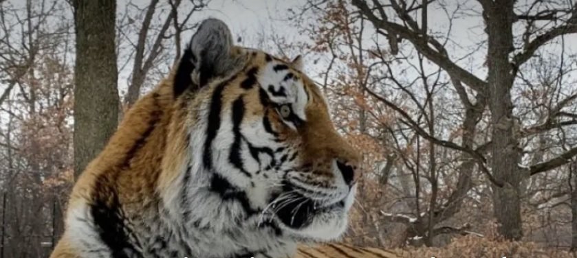 Почина тигърът Путин