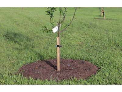 Доброволци садят овощна градина в памет на Владимир Димитров - Майстора