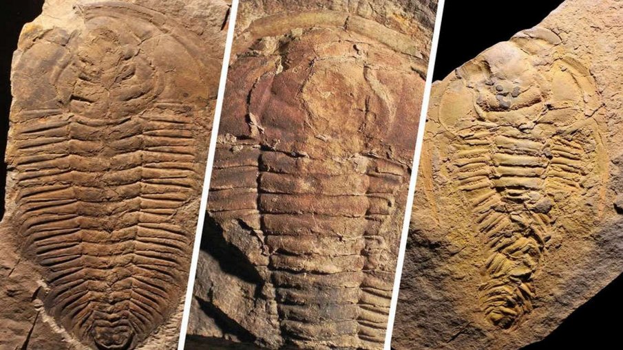 Учени откриха свидетелства за най-древния канибализъм