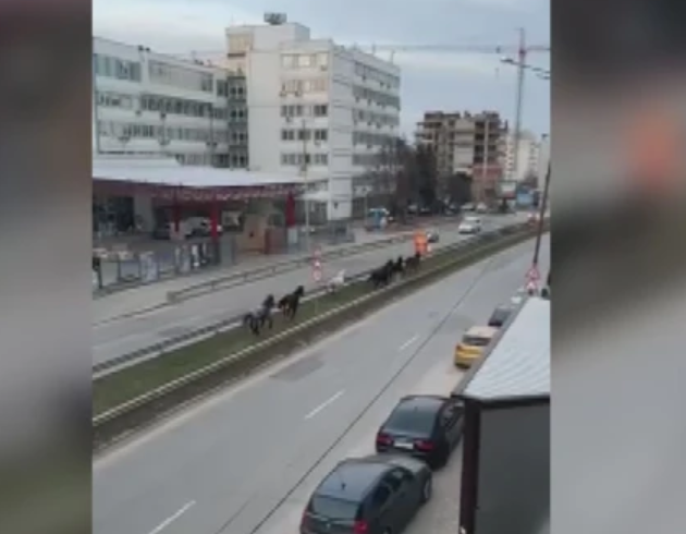 Търсят отговор защо коне се разхождат свободно по столичен булевард