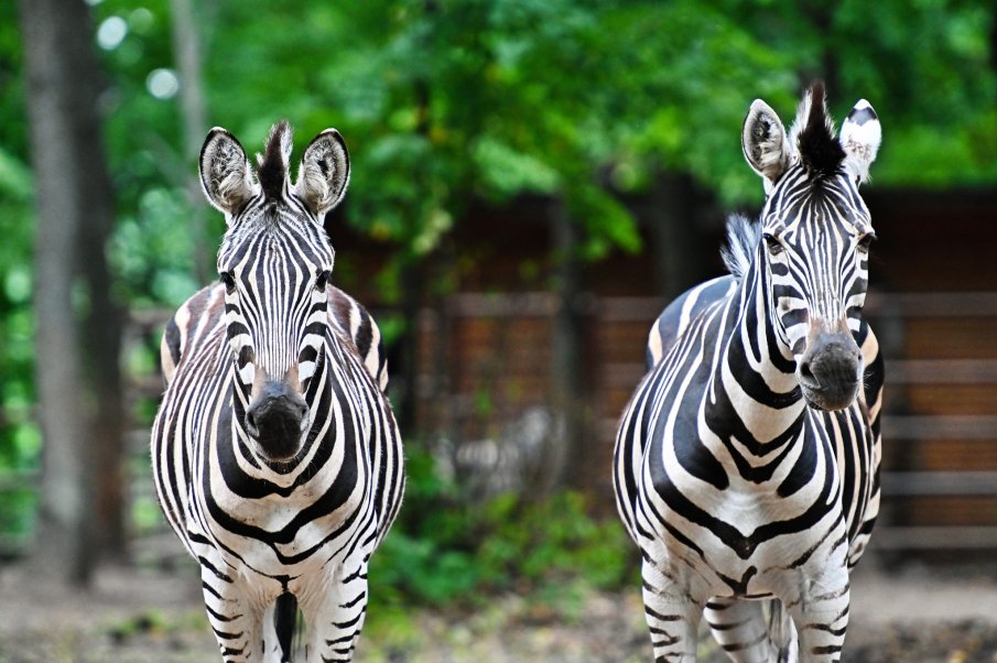 Заради обстрела на руснаците: Приспиват животните в зоопарка в Харков (ВИДЕО)
