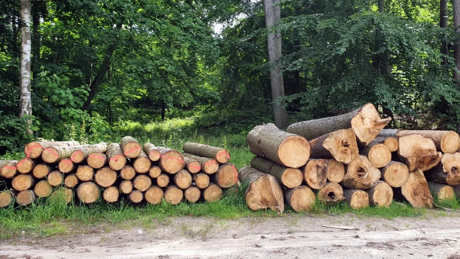 Съдът потвърди максималната глоба за отсечени дървета в Борисовата градина