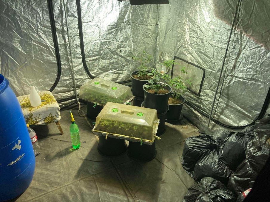 Криминалисти разбиха плантации за дрога във Варна (СНИМКИ)