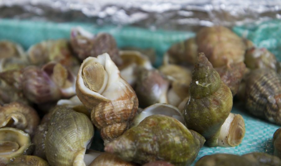 БАН брои рапаните в Черно море