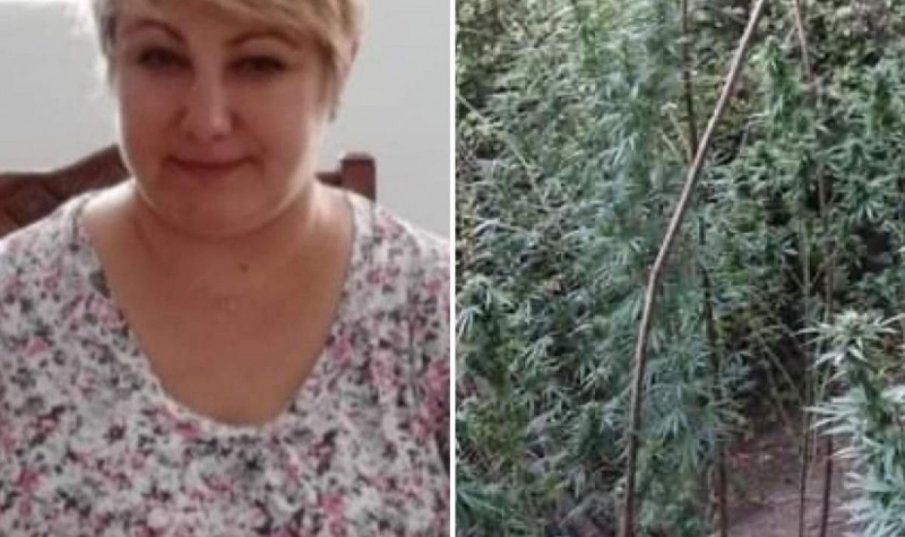 Музеен директор отглеждал канабис