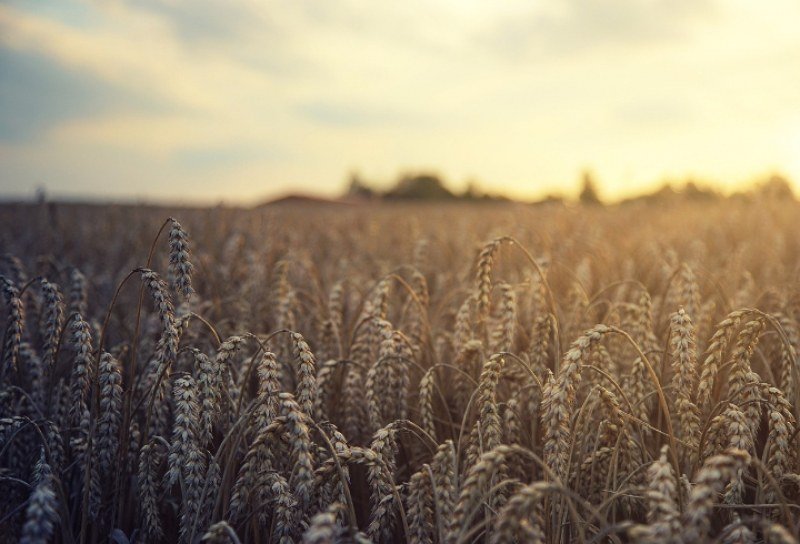 СТРАШНА КРИЗА: Германия предупреждава за гладна 2023 г.