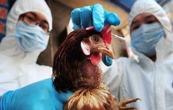 В Китай откриха първи случай на птичи грип при човек