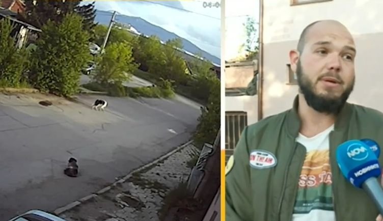 УБИЕЦ НА ПЪТЯ: Шофьор прегази умишлено куче в Модерно предградие