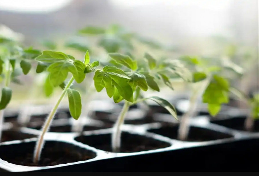 ДВОЙНО ПО-СКЪП РАЗСАД: Ще поскъпне ли реколтата