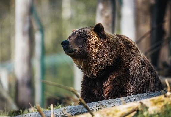 200 нападения от мечки са регистрирани в Смолянско през 2022 г.