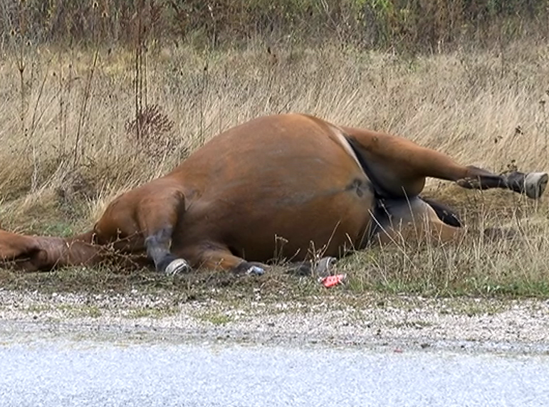 Надзирател във врачанския затвор разстреля 7 коня в Балкана