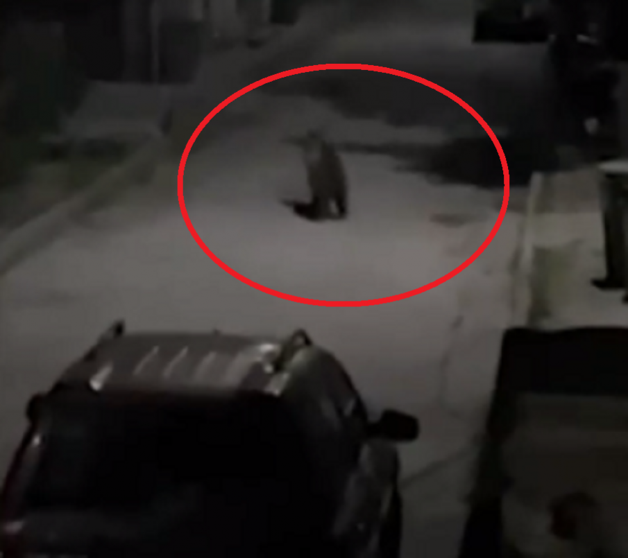 ПО ТЪМНА ДОБА: Баба Меца всява страх сред жителите на Чепеларе