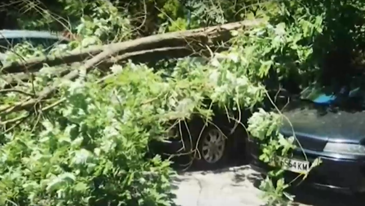 Дърво се стовари върху автомобили в Пловдив