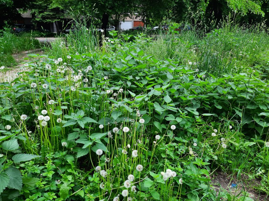 СИГНАЛ ДО ПИК! В Красно село изреваха: Тревясахме и буренясахме до пояс (СНИМКИ)
