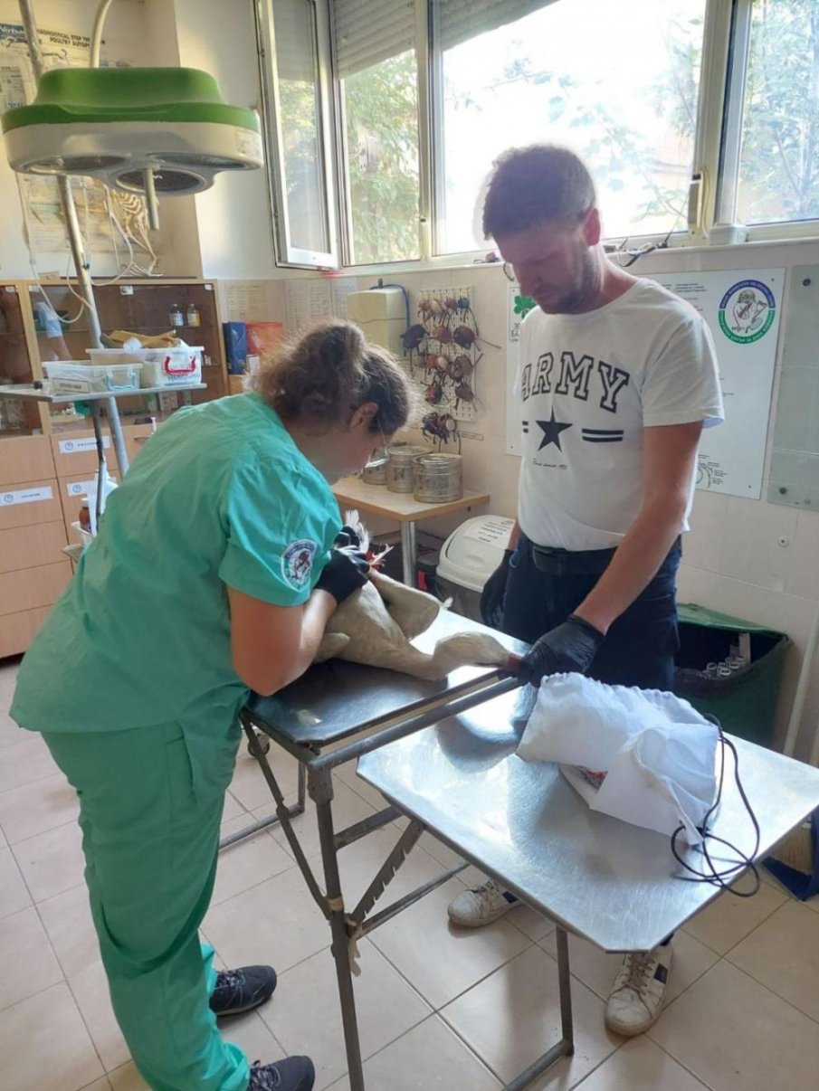 Кмет спаси за пореден път бедстващ щъркел в Ракитово